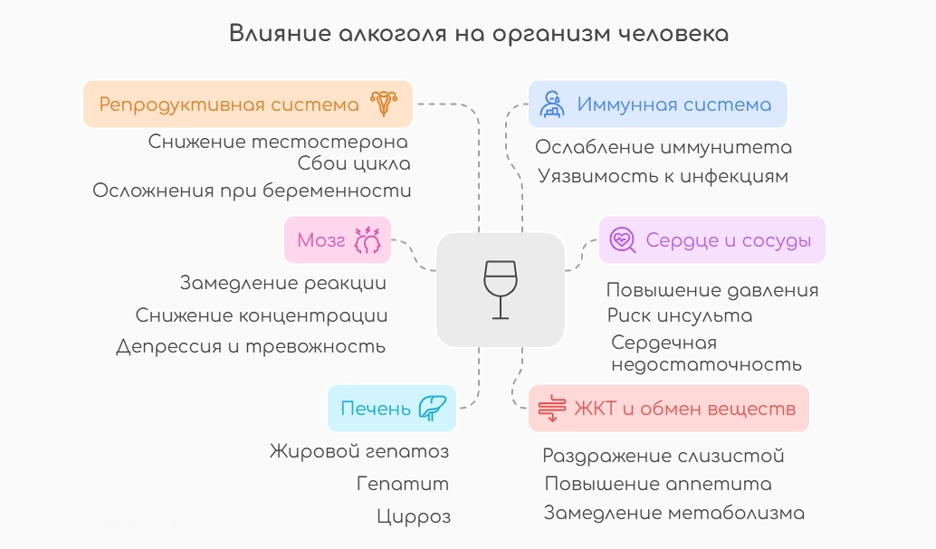 Влияние алкоголя на организм человека (инфографика)